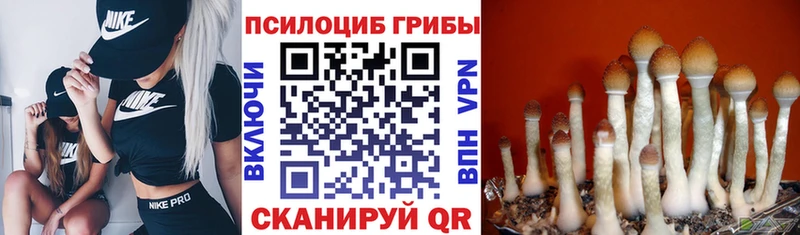 цены наркотик  Рыбинск  Псилоцибиновые грибы GOLDEN TEACHER 